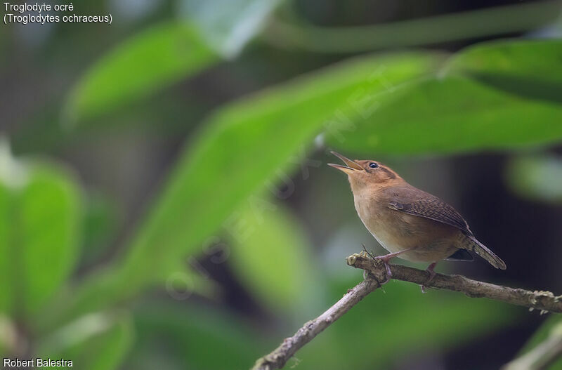 Ochraceous Wren