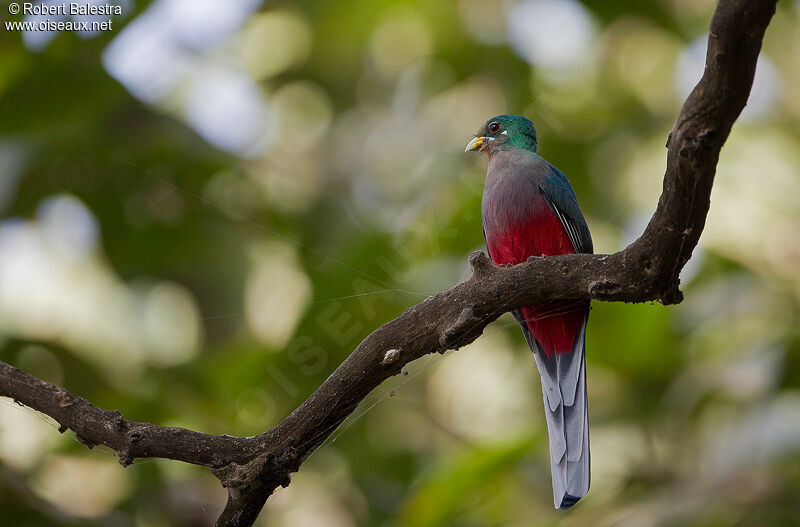 Trogon narina femelle adulte