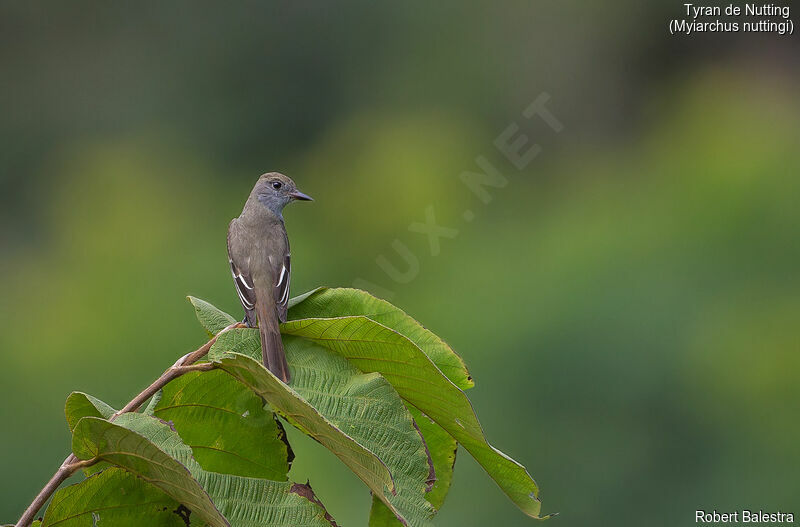 Nutting's Flycatcher