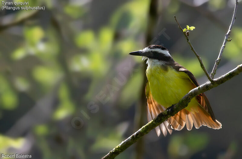 Great Kiskadee