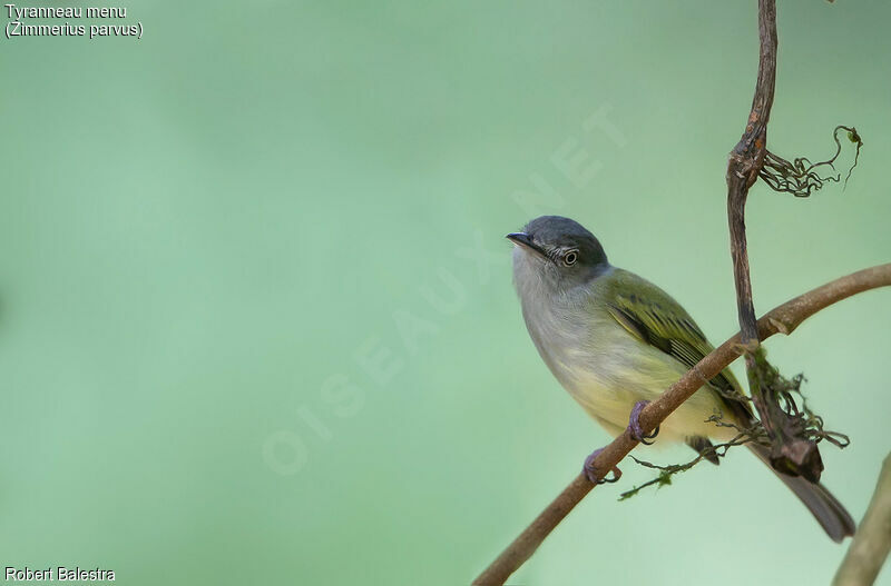 Mistletoe Tyrannulet