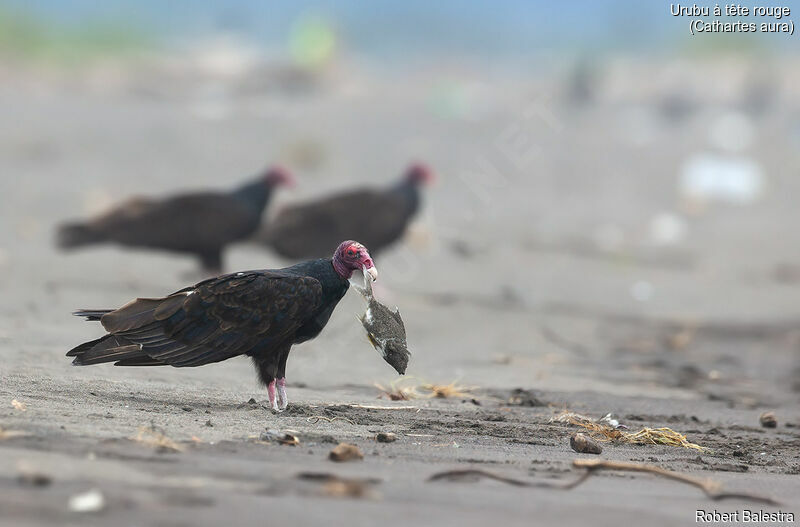 Turkey Vulture