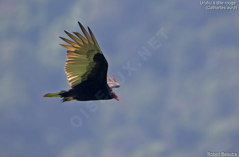 Turkey Vulture