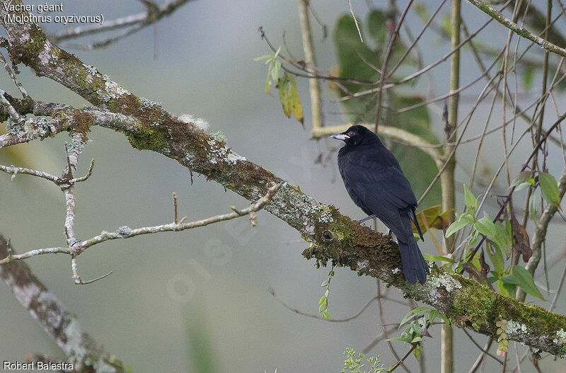 Giant Cowbird