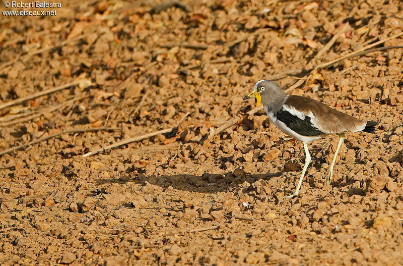 White-crowned Lapwing