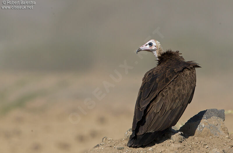 Vautour charognard