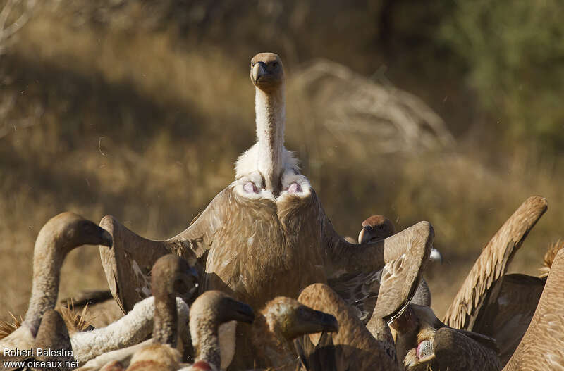 Griffon Vultureadult, Behaviour