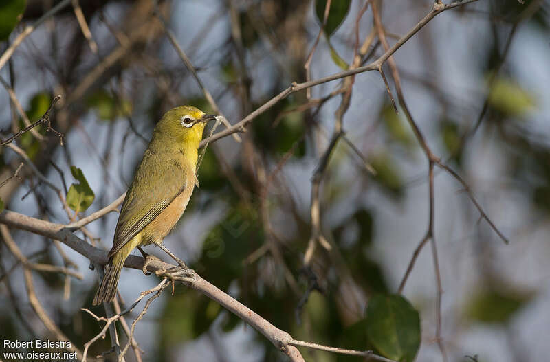 Orange River White-eyeadult, identification