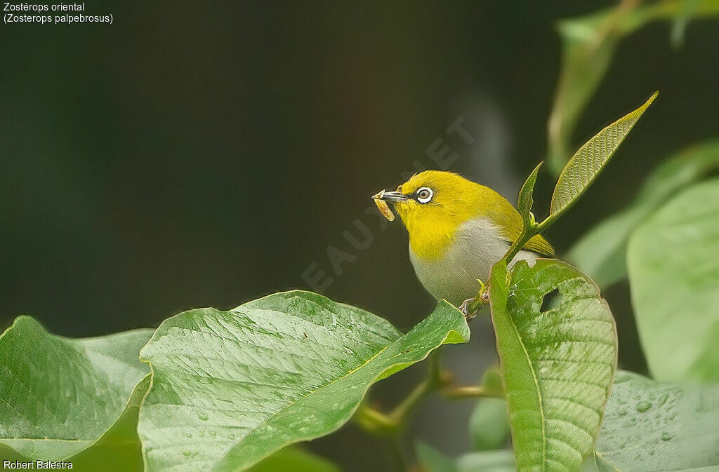 Zostérops oriental