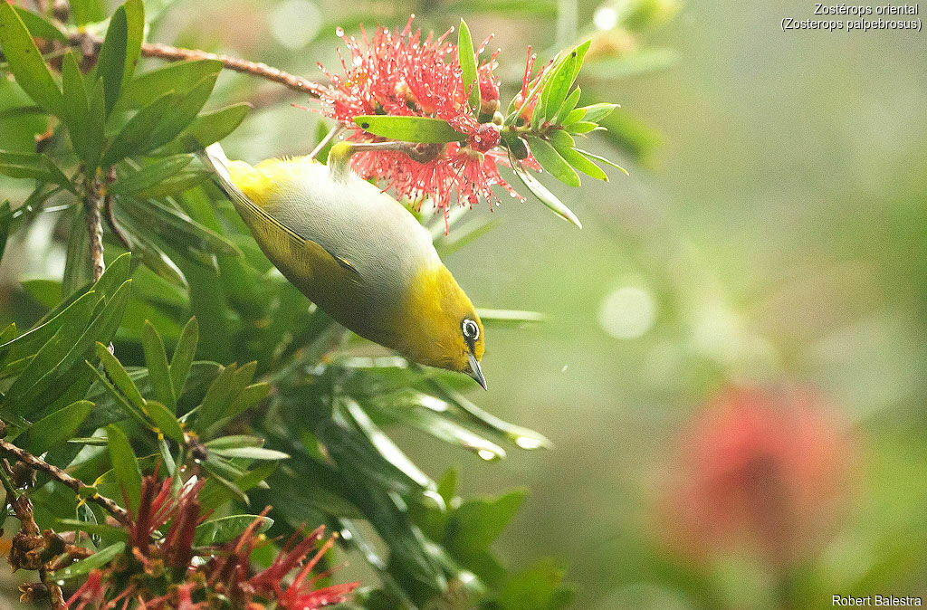 Zostérops oriental