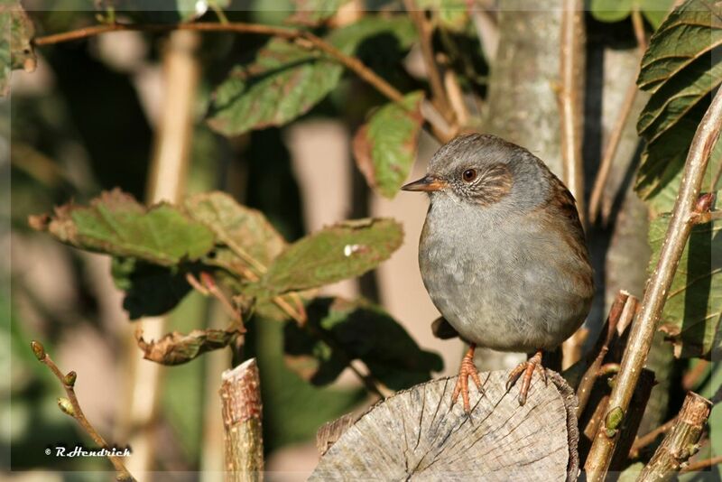 Dunnock