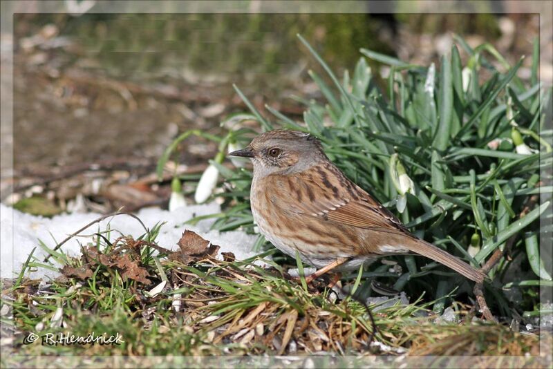 Dunnock