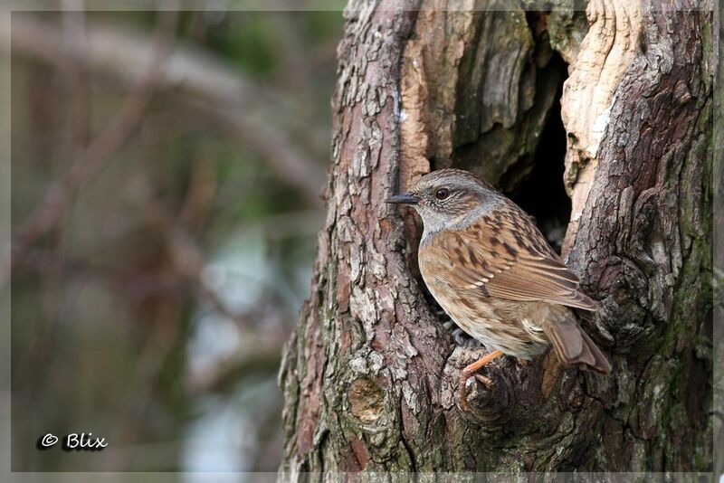 Dunnock