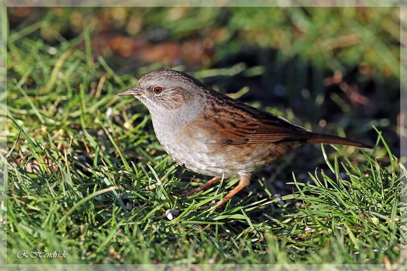 Dunnock