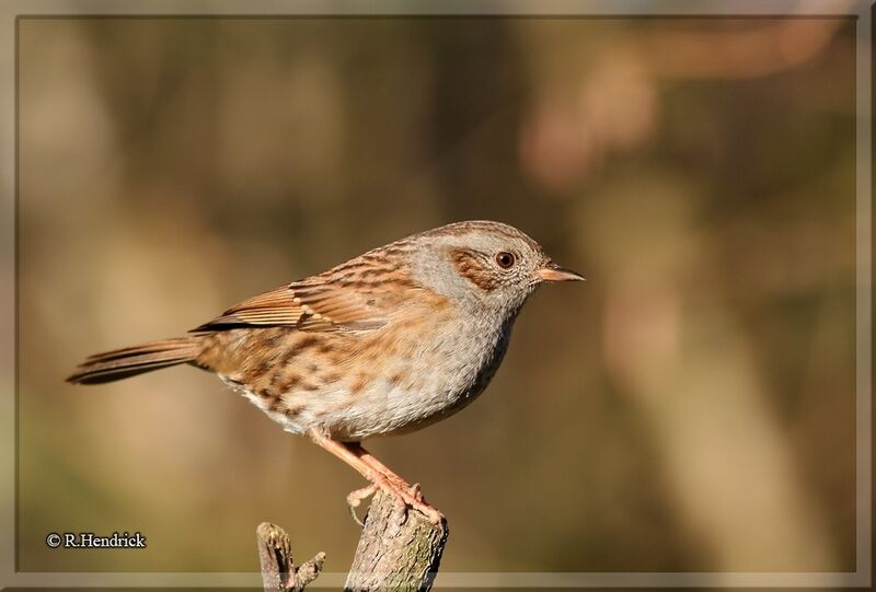 Dunnock