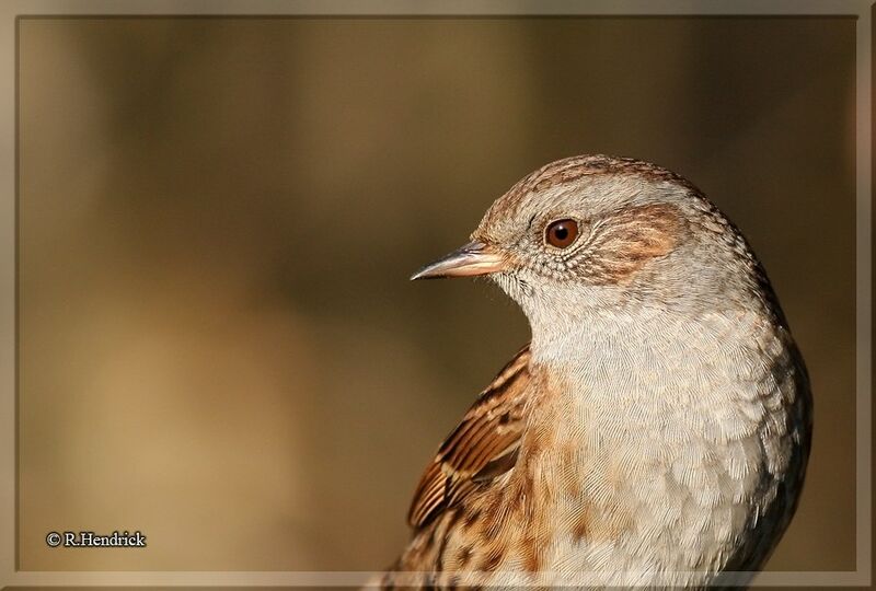 Dunnock