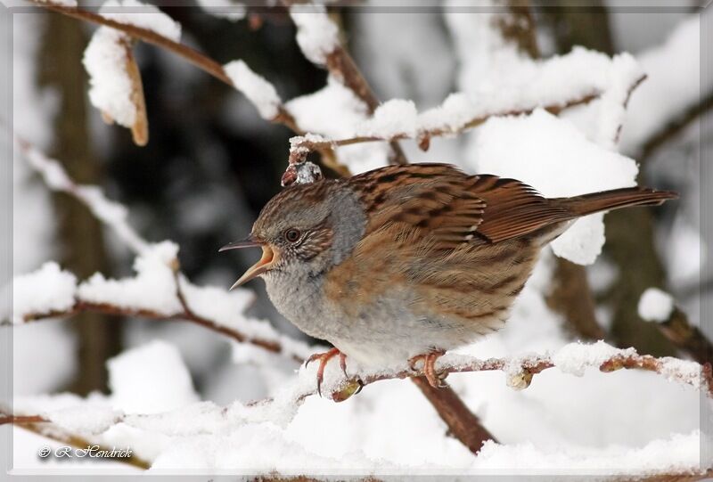 Dunnock