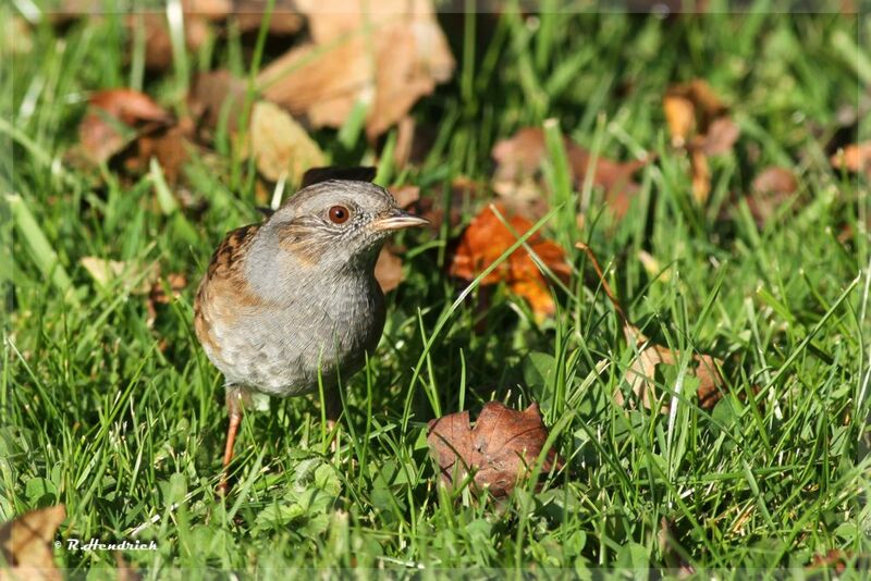 Dunnock