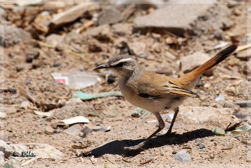 Kalahari Scrub Robin