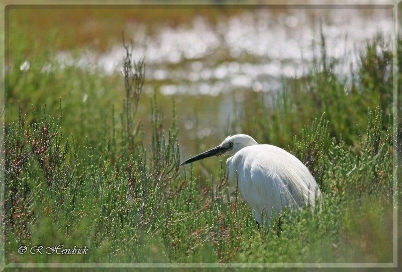 Aigrette garzette