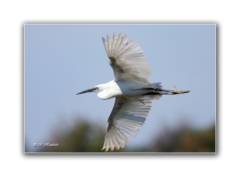 Little Egret