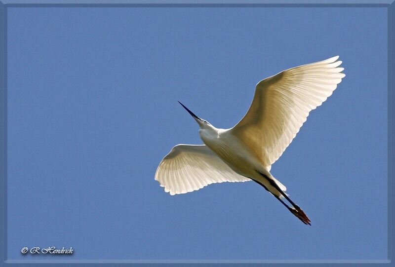 Little Egret