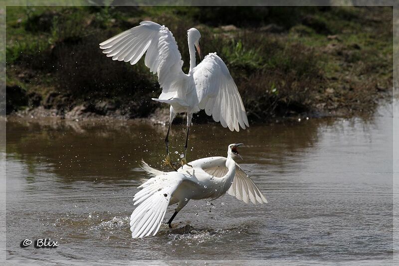 Little Egret