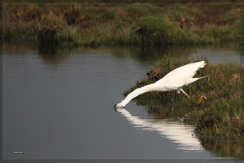 Little Egret