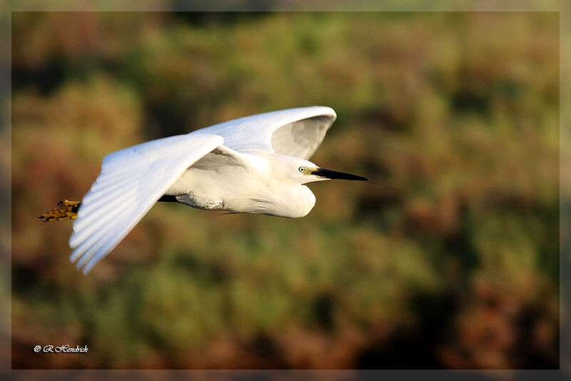 Aigrette garzette