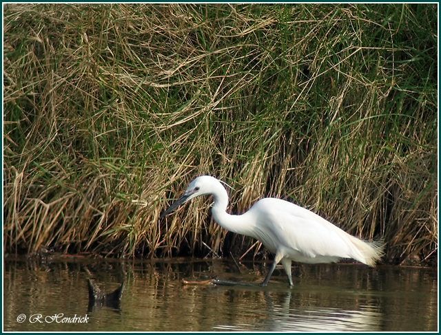 Little Egret