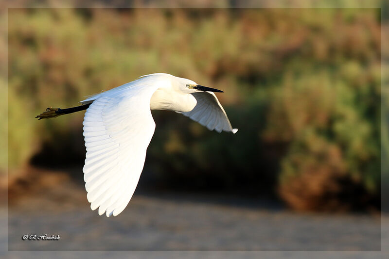 Aigrette garzette