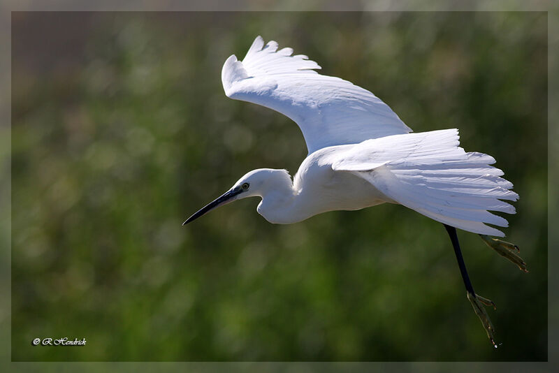 Little Egret