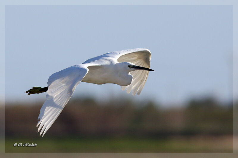 Little Egret