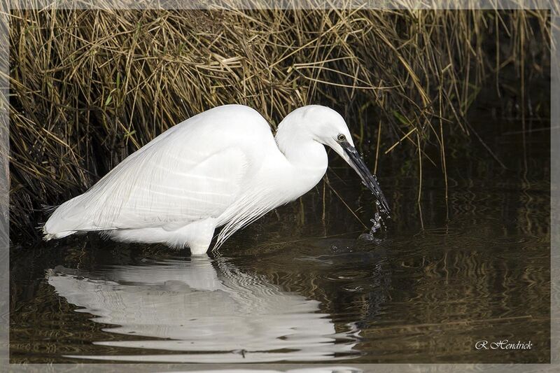 Aigrette garzette