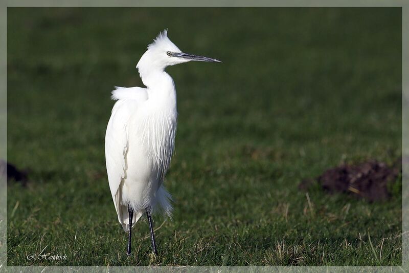 Little Egret