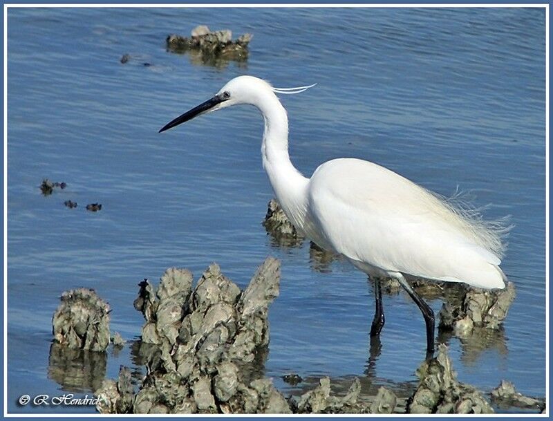 Aigrette garzette