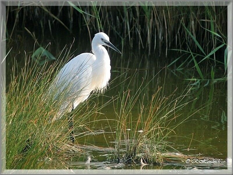 Little Egret