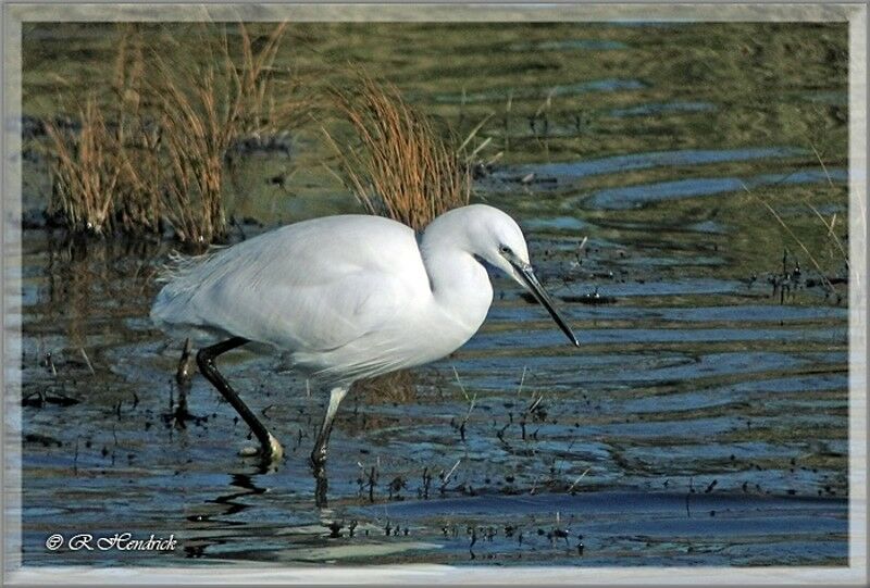 Aigrette garzette