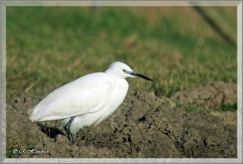 Aigrette garzette