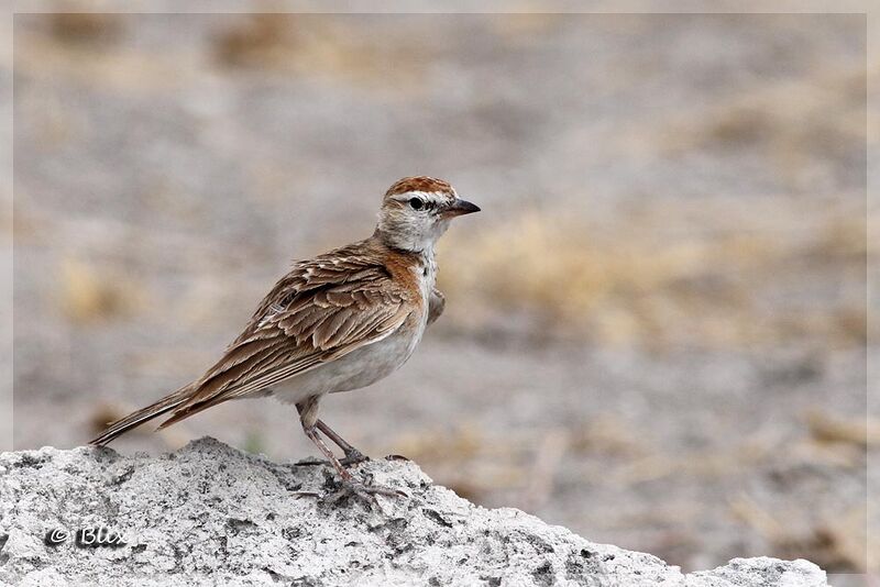 Red-capped Lark