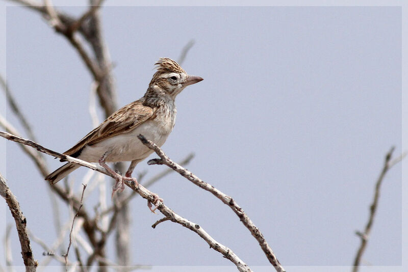 Stark's Lark