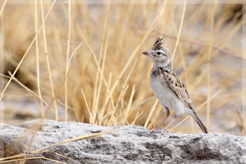 Stark's Lark