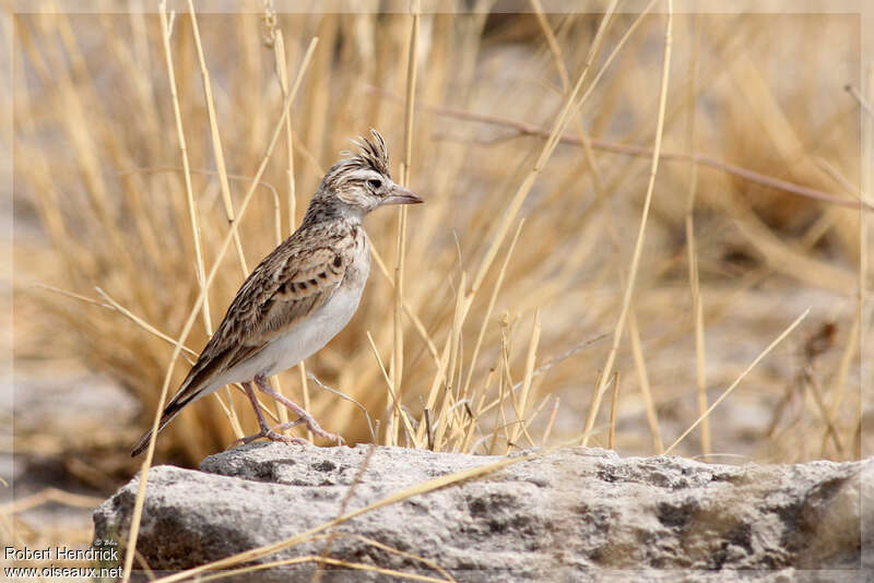 Stark's Lark, identification