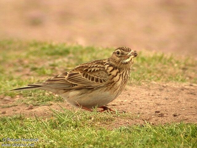 Eurasian Skylark