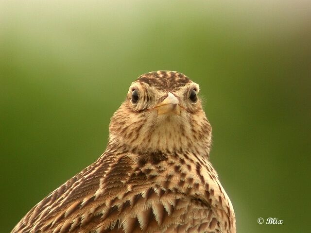 Eurasian Skylark