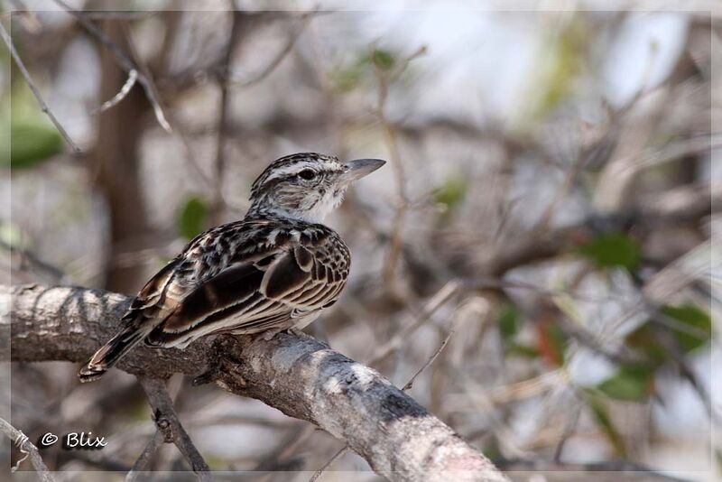 Sabota Lark