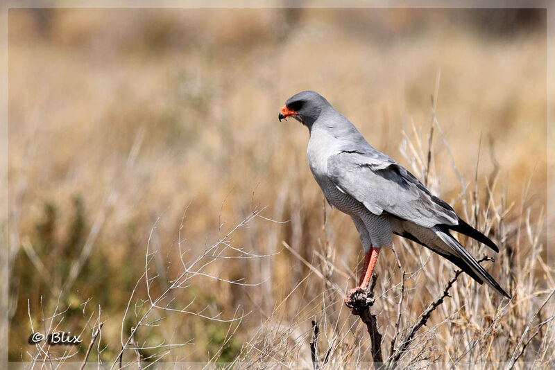 Pale Chanting Goshawk