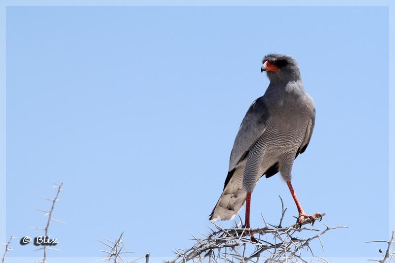 Pale Chanting Goshawk