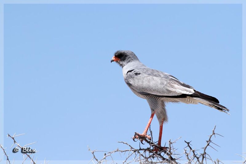 Pale Chanting Goshawk