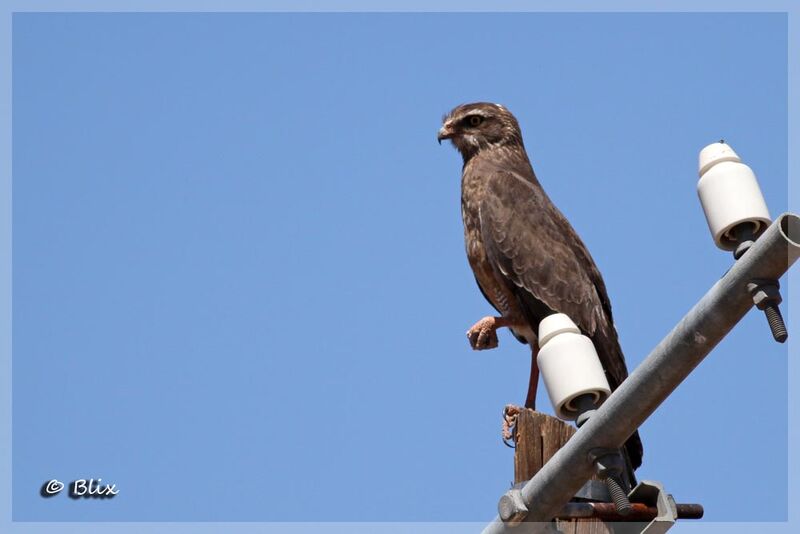 Pale Chanting Goshawk